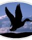 Oval Duck Decal