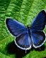 Butterflies and Bugs Wall Decals 14
