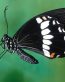 Butterflies and Bugs Wall Decals 46