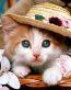 Cat Vinyl Wall Graphics 16