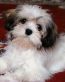 Dog Vinyl Wall Graphics 14