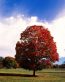 Fall Colors Adhesive Wall Graphics 52
