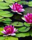 Flowers and Plants Vinyl Wall Art 016