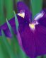 Flowers and Plants Vinyl Wall Art 103
