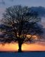 Forest and Trees Vinyl Wall Decals 057