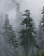 Forest and Trees Vinyl Wall Decals 061