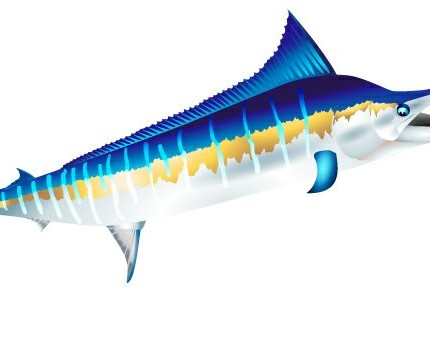 Marlin Color Fish Sticker 4