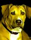 Pitbull Graphics 2