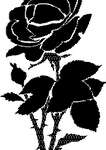 Rose Decal 8