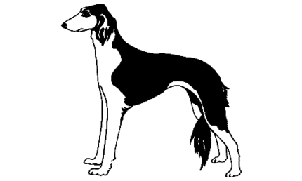 061 Saluki Decal