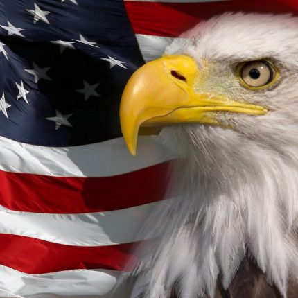 American-Flag-and-bald-eagle STICKER