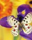 Butterflies and Bugs Wall Decals 32