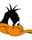 DAFFY HEAD