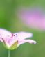 Flowers and Plants Vinyl Wall Art 199