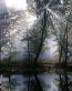 Forest and Trees Vinyl Wall Decals 093
