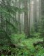 Forest and Trees Vinyl Wall Decals 104