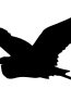 Pelican Bird Animal Animals Vinyl Decal Sticker