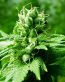 Rasta Reggae Sticker Weed 420 Decal 23