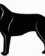 Collie Dog Decal - 15i