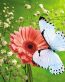 Butterflies and Bugs Wall Decals 34