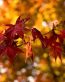 Fall Colors Adhesive Wall Graphics 66