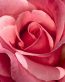Flowers and Plants Vinyl Wall Art 051
