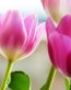 Flowers and Plants Vinyl Wall Art 090