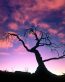 Forest and Trees Vinyl Wall Decals 102