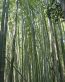 Forest and Trees Vinyl Wall Decals 116