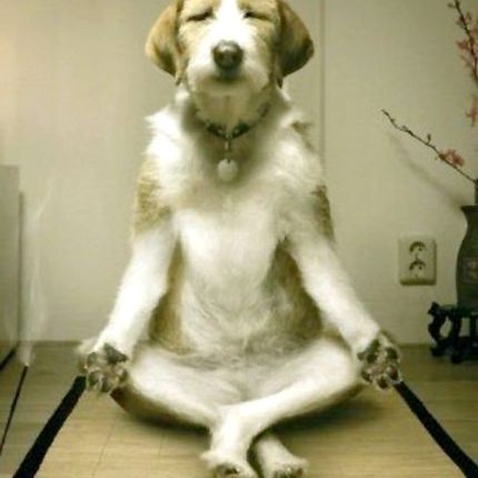 Funny Dog Yoga Sticker