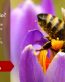 SAVE THE BEES FARMING STICKER