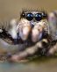Bugs Up Close 82
