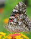 Butterflies and Bugs Wall Decals 29