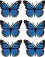 butterfly sticker BLUE - 6 PACK
