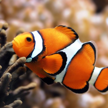 clown fish color fish decal 2