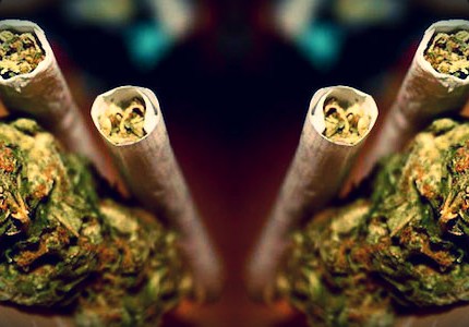 colorado weed elite daily sticker