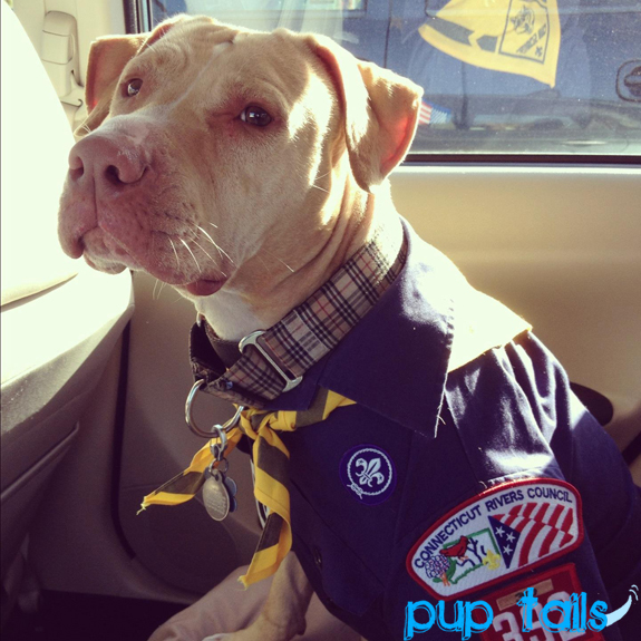 cub-scout-pit bull sticker