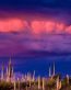 Forces of Nature Adhesive Wall Art 28