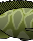 grouper color fish decal