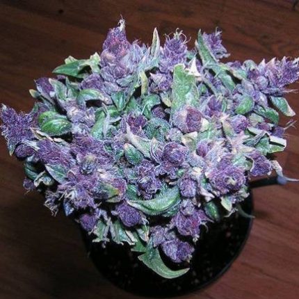 purple erple bud sticker