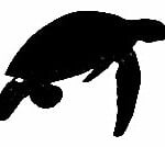 Sea Turtle Vinyl Decal