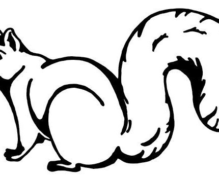 Squirrel Decal