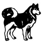 857 Husky Decal