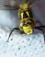 Bugs Up Close 02