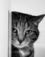 Cat Vinyl Wall Graphics 01