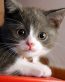 Cat Vinyl Wall Graphics 10