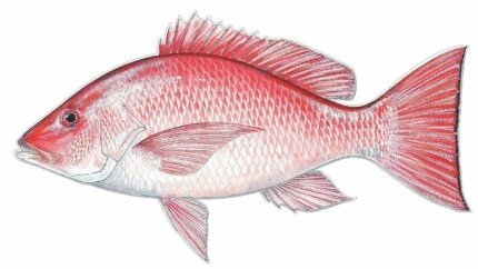Oval Kiss My Bass Fishing Sticker (Largemouth Fish Decal)