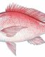 Color Fish Decal 2
