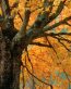 Forest and Trees Vinyl Wall Decals 015