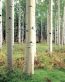 Forest and Trees Vinyl Wall Decals 109